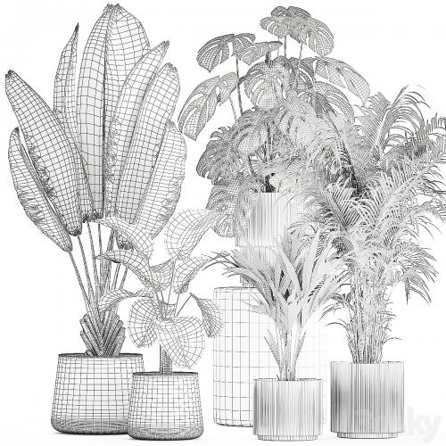 Beautiful plants in pots and flowerpots palm Howea, monstera, Ravenala, Strelitzia, Calathea. set of plants 1320