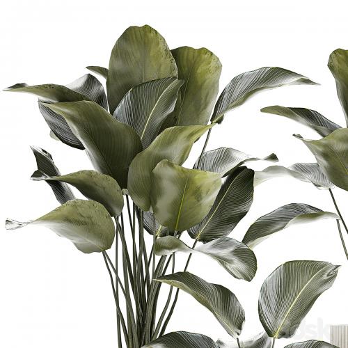 Exotic bush plants in a flower pot Calathea lutea, Strelitzia. set of plants 1317