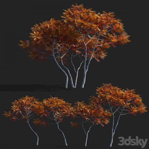 Deer-horned sumac | Rhus typhina 2 seasons