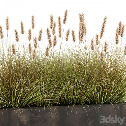 Outdoor metal pot in the bushes Pampas grass, flowerpot, flowerbed, reed. 905.