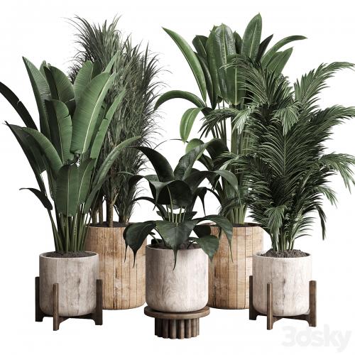 Collection indoor plant 174 pot plant ficus rubbery palm ravenala wooden vase