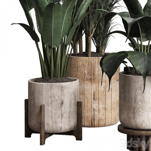 Collection indoor plant 174 pot plant ficus rubbery palm ravenala wooden vase