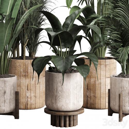 Collection indoor plant 174 pot plant ficus rubbery palm ravenala wooden vase