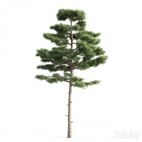 2 pine vray