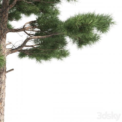 2 pine vray