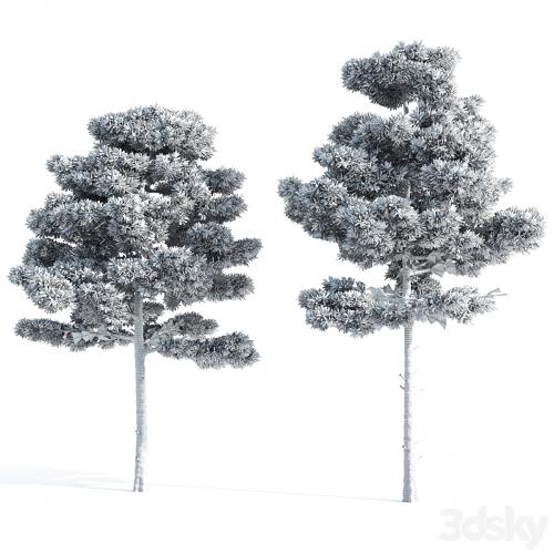 2 pine vray