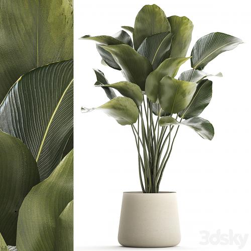 Beautiful exotic bush plant Calathea lutea in a pot. 1300