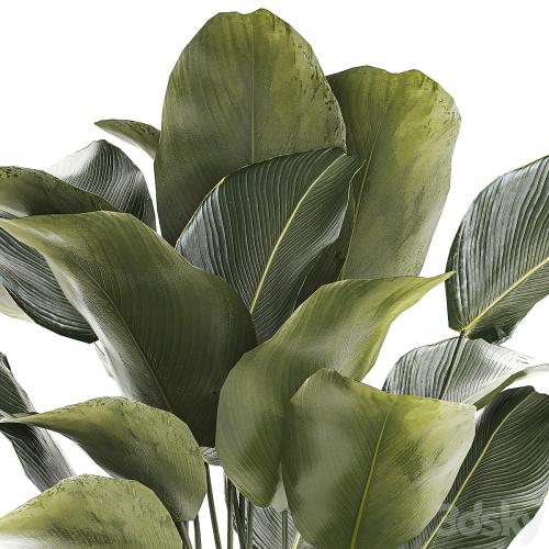 Beautiful exotic bush plant Calathea lutea in a pot. 1300