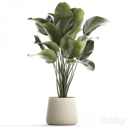 Beautiful exotic bush plant Calathea lutea in a pot. 1300