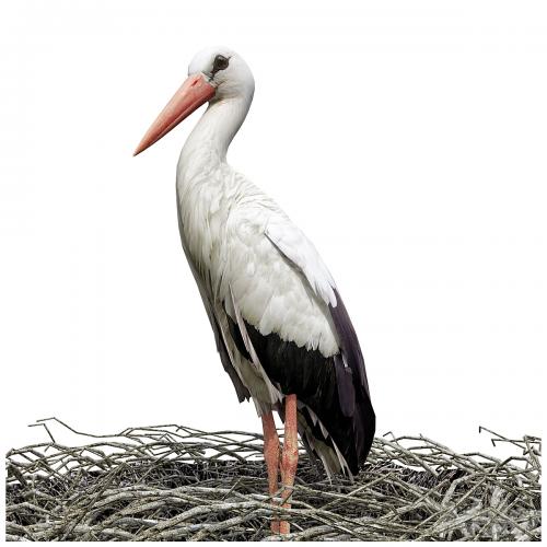 Stork