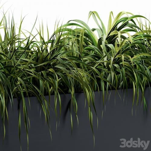 Ranch Grass plants in box - Outdoor Set 63