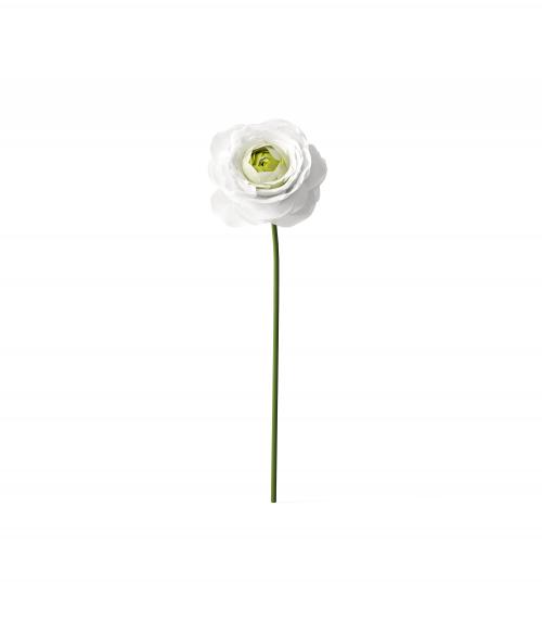 Creatoom -  White Ranunculus V1 Front View