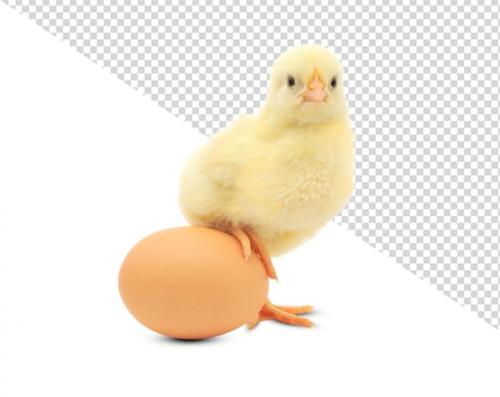 Egg Png