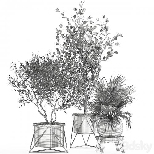 Collection of plants in pots with Olive tree, ficus, fan palm, hazel, linden. Set 975.