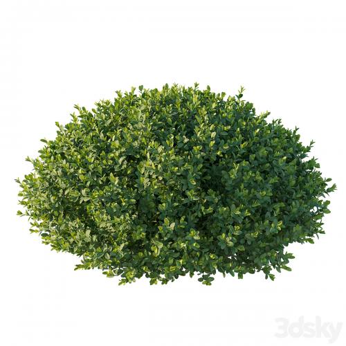 Boxwood 05