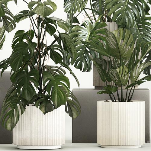 A beautiful interior potted plant is a decorative monstera bush. Set of plants 1213