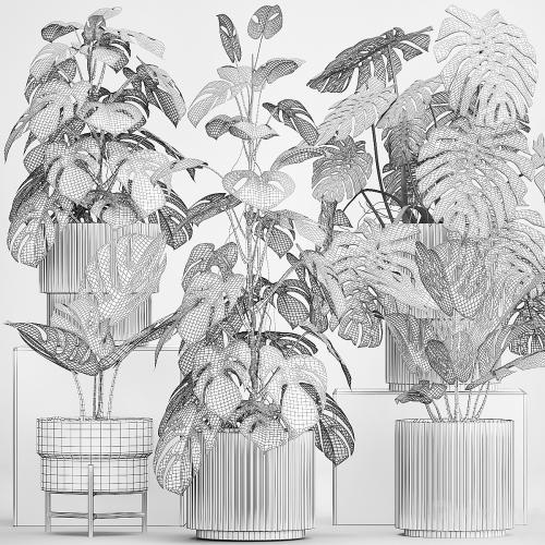 A beautiful interior potted plant is a decorative monstera bush. Set of plants 1213