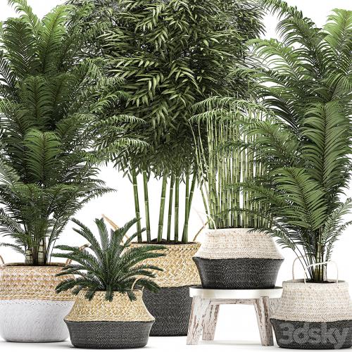 A collection of beautiful lush plants in white baskets with handles with thickets, palm, bamboo, cicada, horsetail. Set 489.