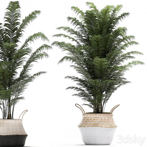 A collection of beautiful lush plants in white baskets with handles with thickets, palm, bamboo, cicada, horsetail. Set 489.