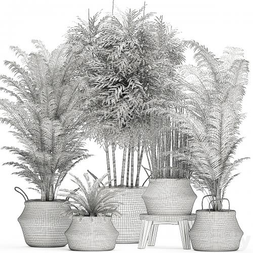 A collection of beautiful lush plants in white baskets with handles with thickets, palm, bamboo, cicada, horsetail. Set 489.