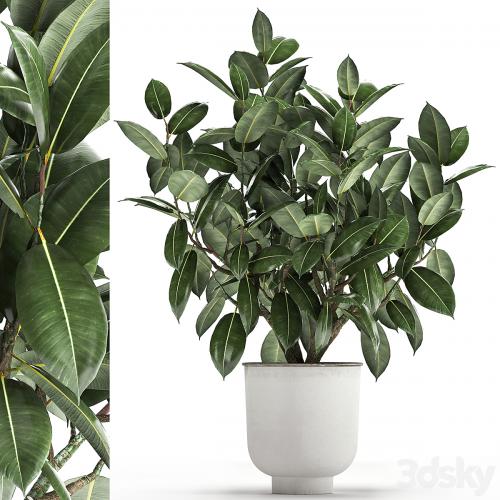 Beautiful lush flower tree Ficus elastic in a white metal pot for interior. 864.