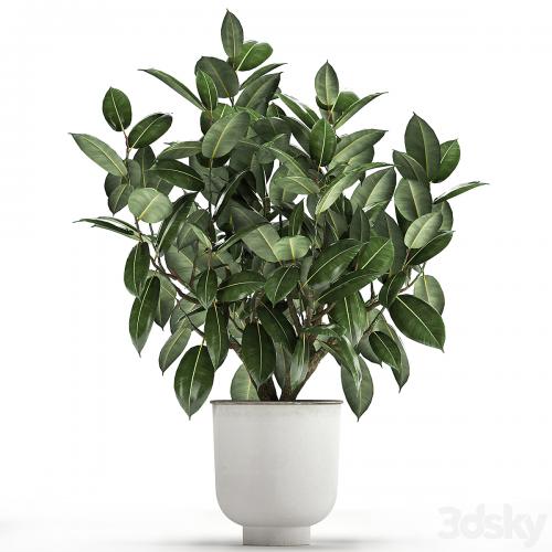 Beautiful lush flower tree Ficus elastic in a white metal pot for interior. 864.