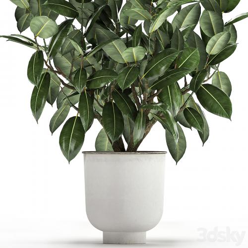 Beautiful lush flower tree Ficus elastic in a white metal pot for interior. 864.