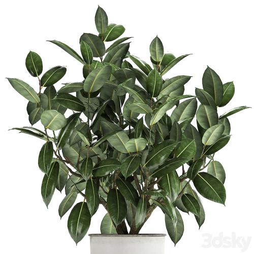 Beautiful lush flower tree Ficus elastic in a white metal pot for interior. 864.