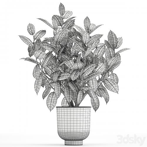 Beautiful lush flower tree Ficus elastic in a white metal pot for interior. 864.