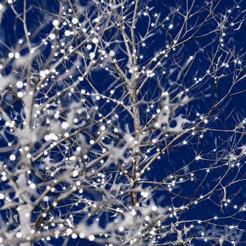 Trees in the snow with a luminous garland