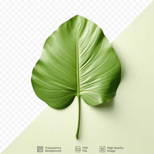 Gorgeous Fresh Leaf Against Transparent Background