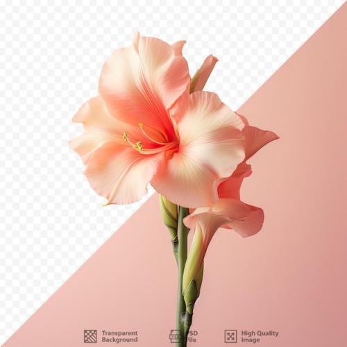 Gorgeous Gladiolus Bloom Against A Transparent Background