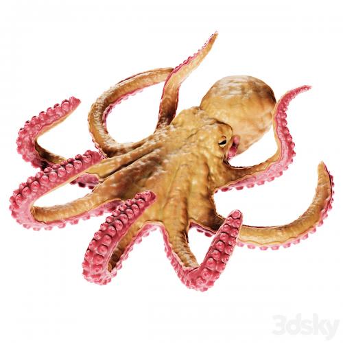 Octopus