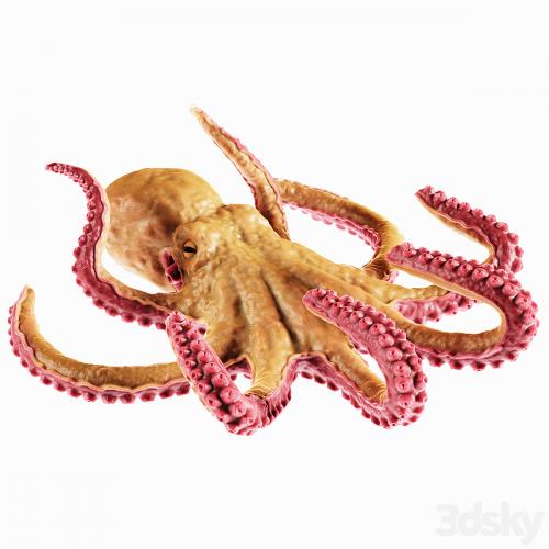 Octopus