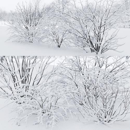 Winter bushes # 1