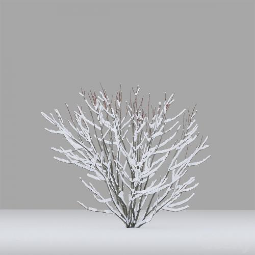 Winter bushes # 1