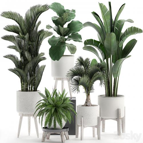 Collection of plants in white pots on legs with Dipsis palm, banana, fern, ficus lirata, strelitzia, ravenala. Set 573.