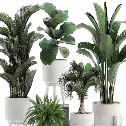 Collection of plants in white pots on legs with Dipsis palm, banana, fern, ficus lirata, strelitzia, ravenala. Set 573.