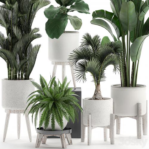 Collection of plants in white pots on legs with Dipsis palm, banana, fern, ficus lirata, strelitzia, ravenala. Set 573.