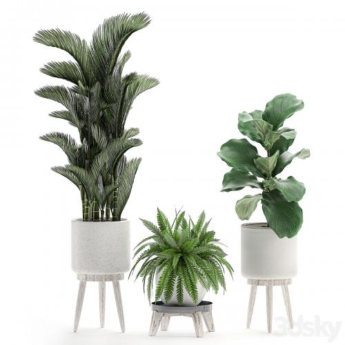 Collection of plants in white pots on legs with Dipsis palm, banana, fern, ficus lirata, strelitzia, ravenala. Set 573.