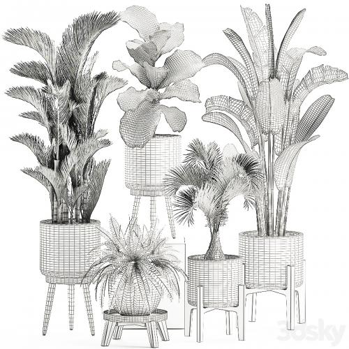 Collection of plants in white pots on legs with Dipsis palm, banana, fern, ficus lirata, strelitzia, ravenala. Set 573.