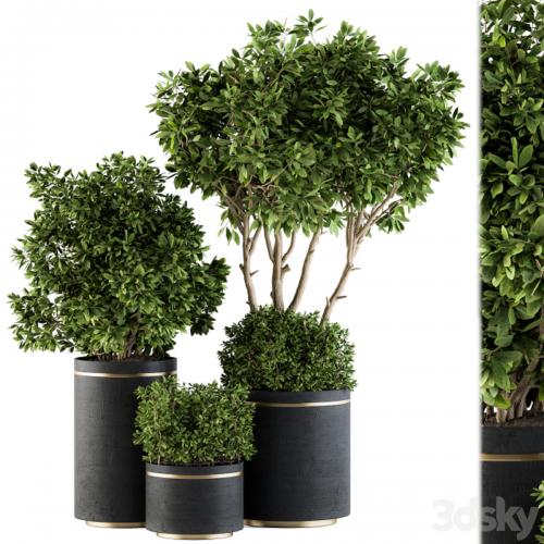 indoor Plant Set 105 - Black and Gold