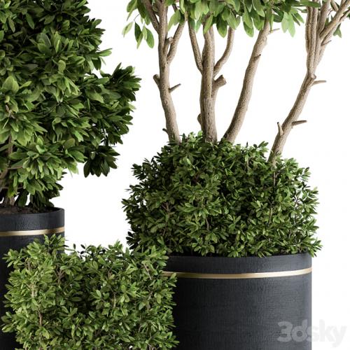 indoor Plant Set 105 - Black and Gold