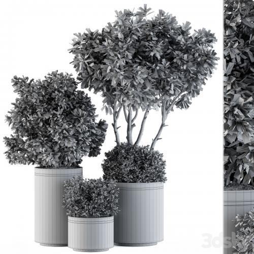 indoor Plant Set 105 - Black and Gold