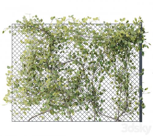 Ivy on Fence 02