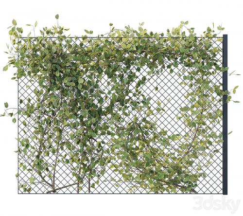 Ivy on Fence 02