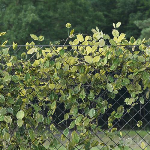 Ivy on Fence 02