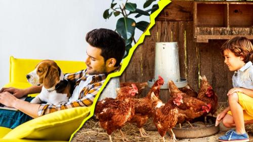 Udemy - Master Course in Poultry and Pet Management 2.0
