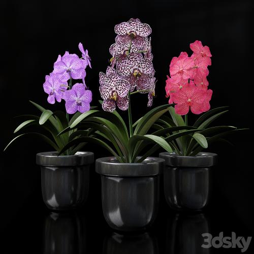 Orchid Vanda