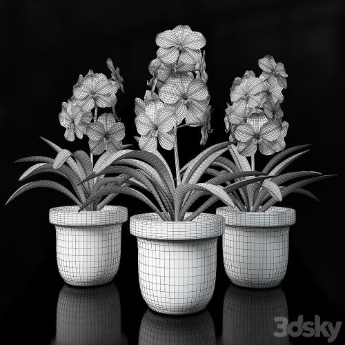 Orchid Vanda